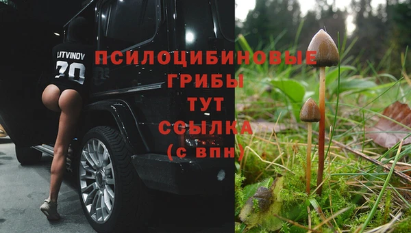 стафф Шадринск